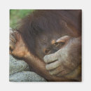 Recherche de sumatra magnets Faune