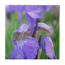 Recherche de iris carreaux Botanique