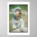 Recherche de miniature posters Chien