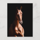 Recherche de équin cartes postales Quart de cheval