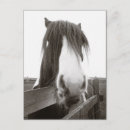 Recherche de portrait cheval blanc cartes postales Noir et blanc