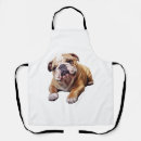 Recherche de chien de taureau tabliers Carlin