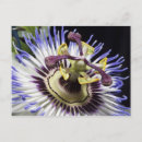 Recherche de passiflore cartes postales Violet