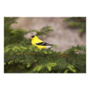 Recherche de reproduction de chardonneret posters Carduelis tristis