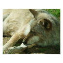 Recherche de copie de loup posters Gris