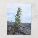 Recherche de pousse cartes postales Arbre