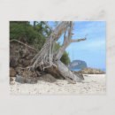 Recherche de exotiques cartes postales Paradis tropical