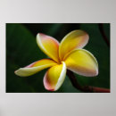 Recherche de plumeria art Jaune