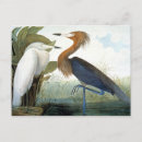 Recherche de john james audubon cartes postales Julius bien