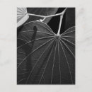 Recherche de veines cartes postales Veine feuille