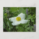 Recherche de coquelicots cartes postales Blanc