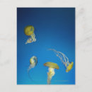 Recherche de faune marine cartes postales Animal