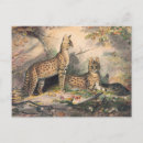 Recherche de serval cartes postales Faune