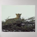 Recherche de african animals posters Horizontal