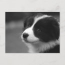 Recherche de chiot de border collie cartes postales Animal de compagnie