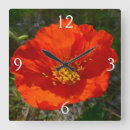 Recherche de pavots horloges Pour tous