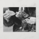 Recherche de biberon cartes postales Animal