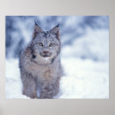 Recherche de lynx posters Portrait