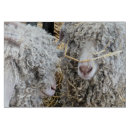 Recherche de chèvre planches à découper Mignon