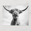Recherche de vaches photographie Agriculture