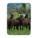 Recherche de cheval magnets Montagnes