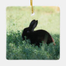 Recherche de lapin ornements Photographie