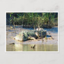 Recherche de crocodile photographie Crocodile d'eau salée