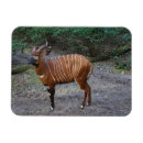 Recherche de klaxons magnets Antilope