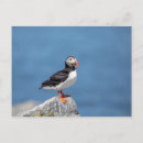 Recherche de macareux cartes postales Macareux de l'atlantique
