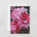 Recherche de rhododendron rose Botanique