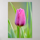 Recherche de digitale rose posters Vert