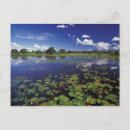 Recherche de pantanal cartes postales Brésil