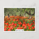 Recherche de pavots rouges cartes postales Fleurs