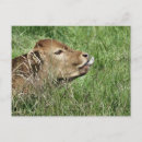 Recherche de cute cow posters Bétail