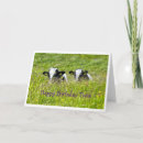 Recherche de vache holstein vœux cartes Vaches