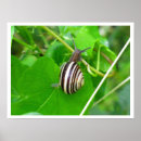Recherche de escargot posters Mollusque