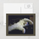 Recherche de totalement cartes postales Chat