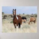 Recherche de troupeau de chevaux posters Cheval sauvage