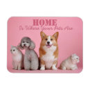 Recherche de les animaux domestiques magnets Chatons
