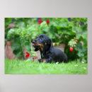 Recherche de chien de teckel posters Fleurs