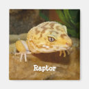 Recherche de gecko magnete Sauvage