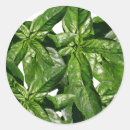 Recherche de basilic autocollants Nourriture