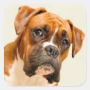 Recherche de boxeur autocollants Portrait