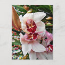 Recherche de orchidées roses cartes postales Pour elle