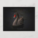 Recherche de cygne noir cartes postales Oiseau