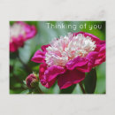 Recherche de tourterelles cartes postales Rose