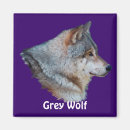 Recherche de lupus magnets Loup gris
