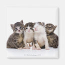 Recherche de chat japonais magnets Mignon