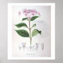 Recherche de dessin botanique posters Vintage