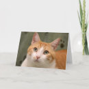 Recherche de tigre blanc vœux cartes Orange